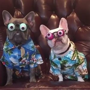 Meet your Posher, Ceceilia